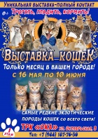 Встречайте! Впервые в г. Колпино контактная Выставка кошек из Санкт-Петербурга! 